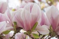 Magnolia x Soulangeana sea of pink, inflorescence seen from the side